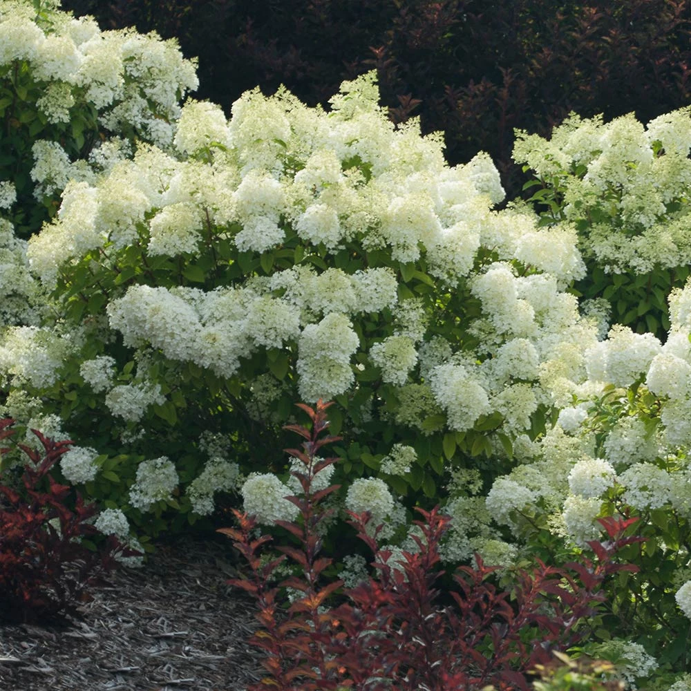 Brighter Blooms Bobo® Hydrangea Shrub 4 Brighter Blooms Bobo® Hydrangea Shrub