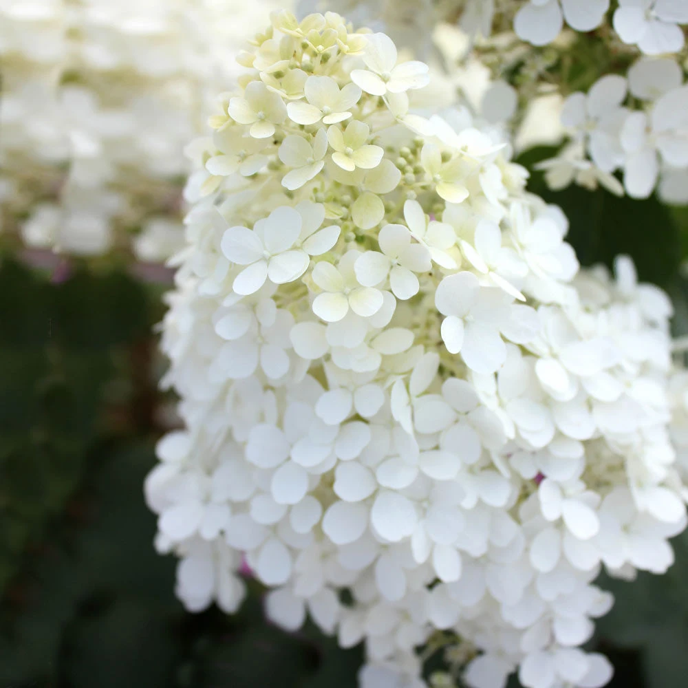 Brighter Blooms Bobo® Hydrangea Shrub 5 Brighter Blooms Bobo® Hydrangea Shrub