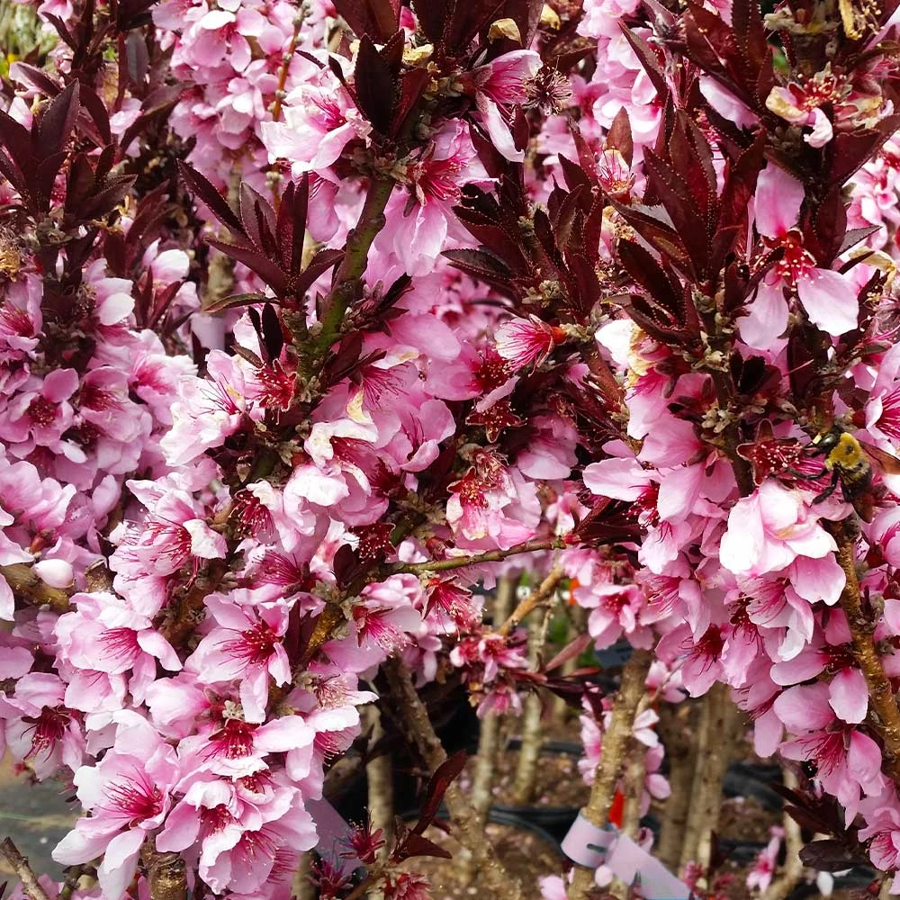 Brighter Blooms Bonfire Patio Peach Tree 8 Brighter Blooms Bonfire Patio Peach Tree
