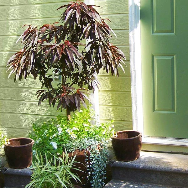 Brighter Blooms Bonfire Patio Peach Tree 1 Brighter Blooms Bonfire Patio Peach Tree