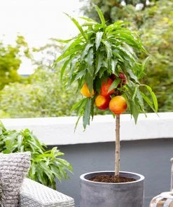 Brighter Blooms Fruit Trees Bonanza Peach Tree