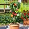Brighter Blooms Fruit Trees Bonanza Peach Tree
