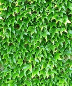 Brighter Blooms Boston Ivy