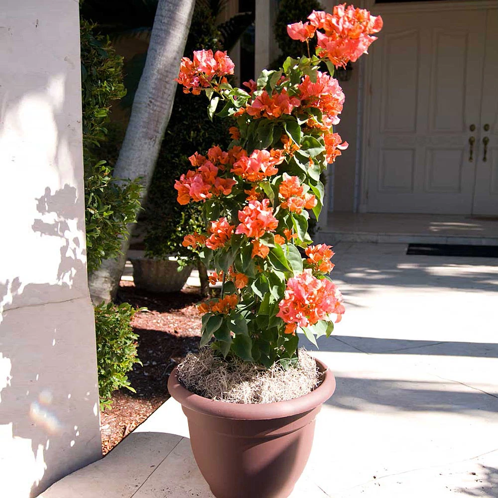 Brighter Blooms SHOP ALL Sundown Orange Bougainvillea 2 Brighter Blooms SHOP ALL Sundown Orange Bougainvillea