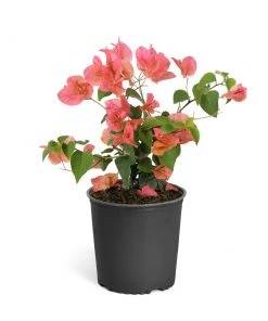 Brighter Blooms SHOP ALL Sundown Orange Bougainvillea 16 Brighter Blooms SHOP ALL Sundown Orange Bougainvillea