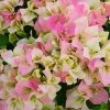 NO WARRANTY SHOP ALL Imperial Thai Delight Bougainvillea