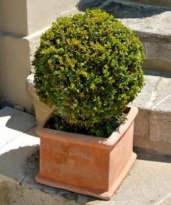 Brighter Blooms Titan Boxwood Shrub