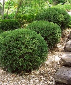 Brighter Blooms Wintergreen Boxwood Shrub Shrubs & Hedges