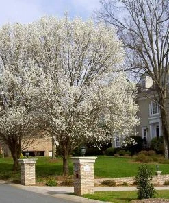 Brighter Blooms Bradford Pear Tree