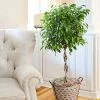 Brighter Blooms Benjamina Ficus Tree SHOP ALL