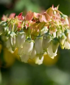 Brighter Blooms Brightwell Blueberry Bush Fruit Trees