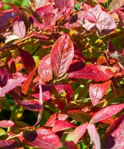Brighter Blooms Brightwell Blueberry Bush Fruit Trees