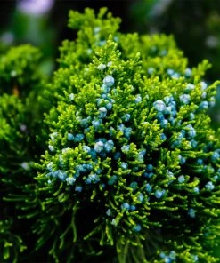 Brighter Blooms Evergreen & Privacy Brodie Eastern Red Cedar Tree