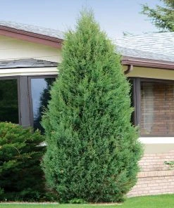 Brighter Blooms Evergreen & Privacy Brodie Eastern Red Cedar Tree
