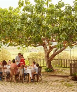 Brighter Blooms Brown Turkey Fig