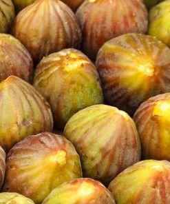 Brighter Blooms Brown Turkey Fig