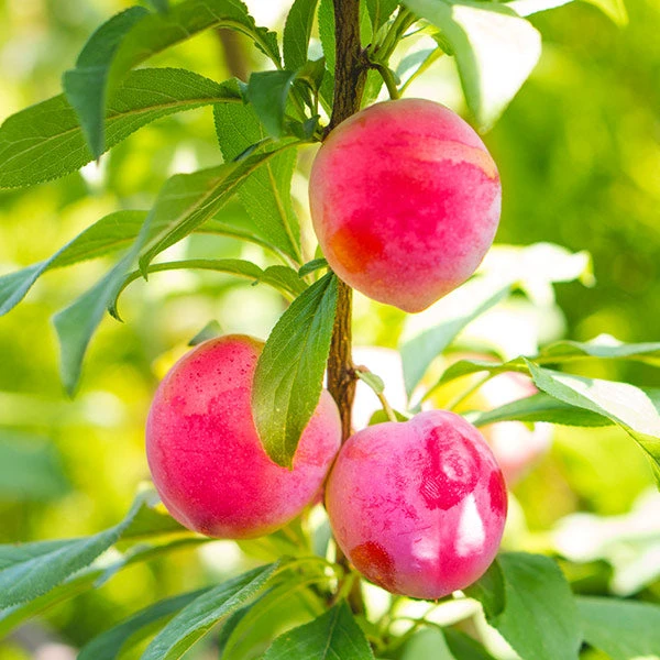 Brighter Blooms Bubblegum 'Toka' Plum Tree 1 Brighter Blooms Bubblegum 'Toka' Plum Tree