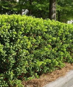 Brighter Blooms Dwarf Burford Holly Shrub Shrubs & Hedges