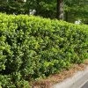 Brighter Blooms Dwarf Burford Holly Shrub Shrubs & Hedges