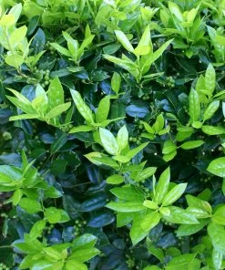 Brighter Blooms Dwarf Burford Holly Shrub Shrubs & Hedges