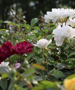 Brighter Blooms Burgundy Iceberg And Iceberg Two-fer® Rose Tree Roses