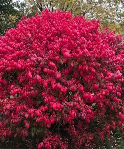 Brighter Blooms Shrubs & Hedges Burning Bush