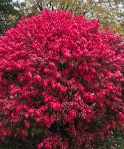 Brighter Blooms Shrubs & Hedges Burning Bush