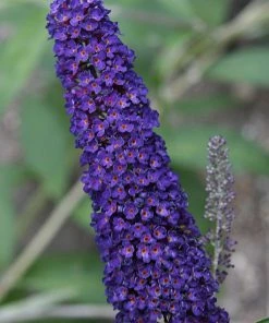 Brighter Blooms Shrubs & Hedges Black Knight Butterfly Bush