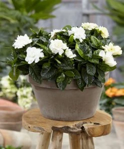 Brighter Blooms Buttons Gardenia Shrub