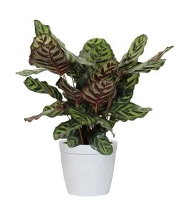 Brighter Blooms House & Patio Calathea Medallion