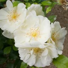 Brighter Blooms Shrubs & Hedges Mine No Yuki Camellia Shrub