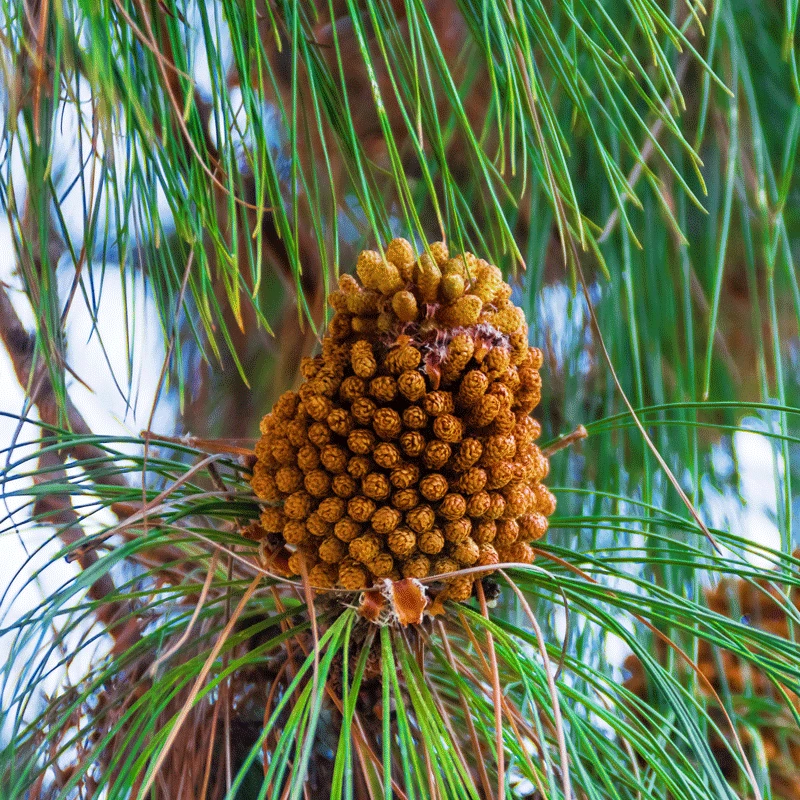Brighter Blooms Canary Island Pine Tree 3 Brighter Blooms Canary Island Pine Tree
