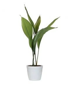 Brighter Blooms Cast Iron Plant