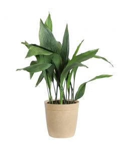 Brighter Blooms Cast Iron Plant