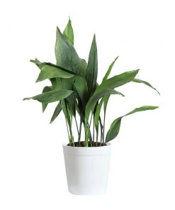 Brighter Blooms Cast Iron Plant