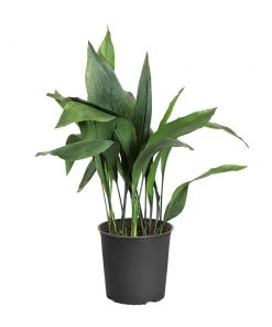 Brighter Blooms Cast Iron Plant