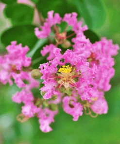Brighter Blooms Cherokee Crape Myrtle Tree Flowering Trees