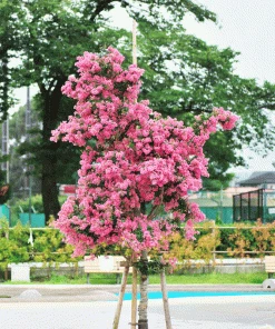 Brighter Blooms Cherokee Crape Myrtle Tree Flowering Trees