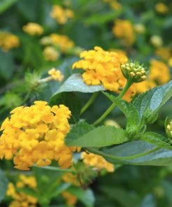 Brighter Blooms Chapel Hill Yellow Lantana Perennials