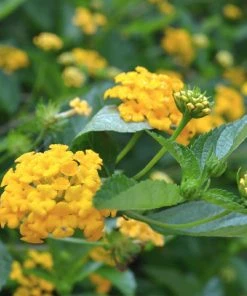 Brighter Blooms Chapel Hill Yellow Lantana Perennials