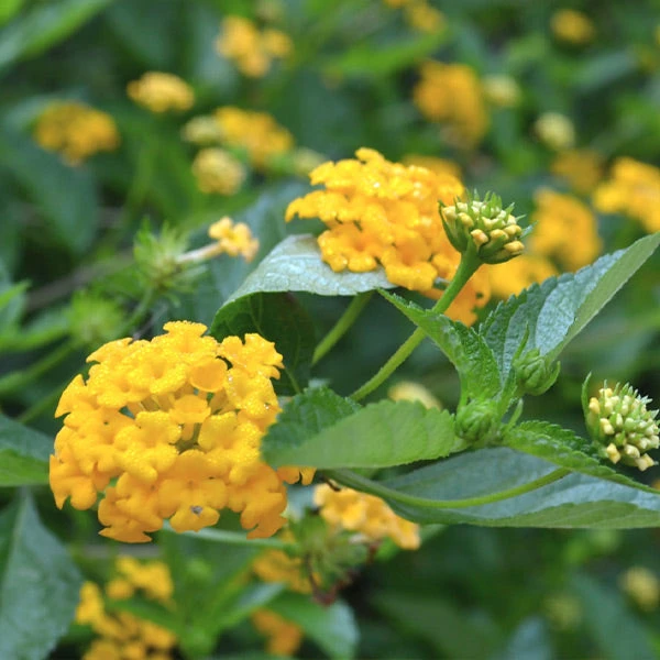 Brighter Blooms Chapel Hill Yellow Lantana Perennials 1 Brighter Blooms Chapel Hill Yellow Lantana Perennials