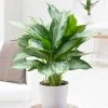 Brighter Blooms Green Chinese Evergreen Plant Shrubs & Hedges