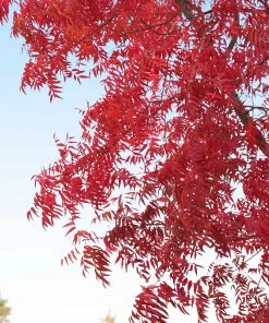Brighter Blooms Shade Trees Chinese Pistache Tree