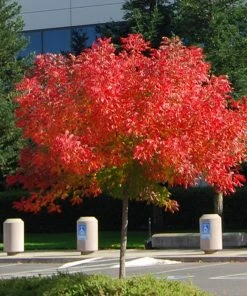 Brighter Blooms Shade Trees Chinese Pistache Tree