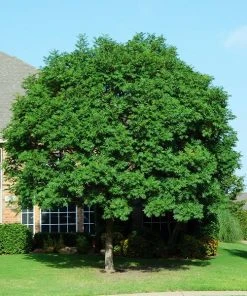 Brighter Blooms Shade Trees Chinese Pistache Tree