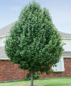 Brighter Blooms Cleveland Pear Tree