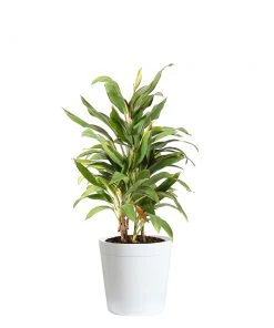 Brighter Blooms Hawaiian Ti Plant 'Rising Sun'