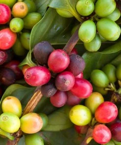 Brighter Blooms Arabica Coffee Plant Fruit Trees 10 Brighter Blooms Arabica Coffee Plant Fruit Trees