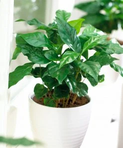 Brighter Blooms Arabica Coffee Plant Fruit Trees 9 Brighter Blooms Arabica Coffee Plant Fruit Trees