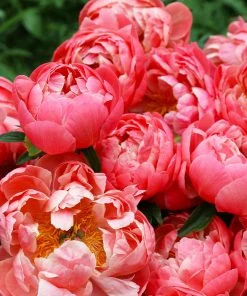 Brighter Blooms Perennials Coral Charm Peony